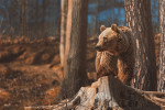 [Obrázek: VIP prohlídka ZOO Tábor (4)