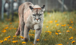[Obrázek: VIP prohlídka ZOO Tábor (7)