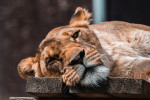 [Obrázek: VIP prohlídka ZOO Tábor (8)