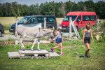 [Obrázek: Zážitková návštěva oslí farmy (17)
