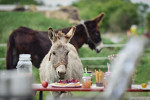 [Obrázek: Zážitková návštěva oslí farmy (4)