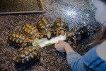 [Obrázek: Želví VIP prohlídka s krmením v Krokodýlí Zoo (9)