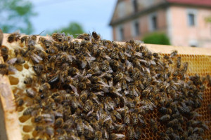 [Obrázek: Exkurze na včelí farmě (2)