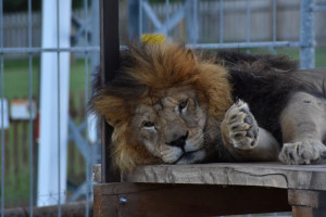 [Obrázek: Nocování v Zoo Tábor a den ošetřovatelem (2)