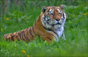 [Obrázek: VIP prohlídka ZOO Tábor (1)